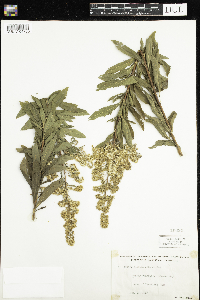 Spiraea alba image