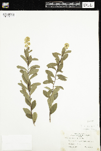 Spiraea alba image