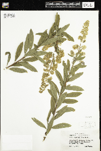 Spiraea alba image