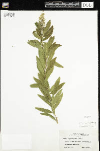 Media resource of Solidago gigantea