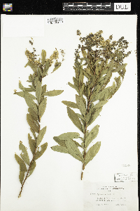 Spiraea alba image