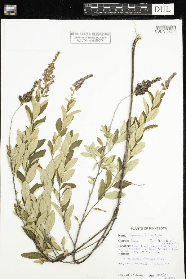 Spiraea tomentosa image