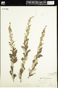 Spiraea tomentosa image