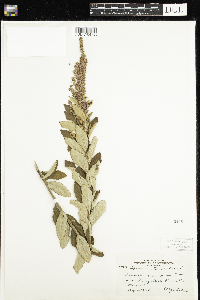 Spiraea tomentosa image