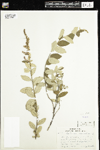 Spiraea tomentosa image
