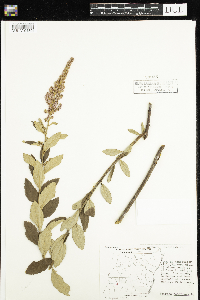 Spiraea tomentosa image