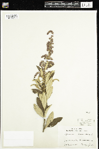 Spiraea tomentosa image
