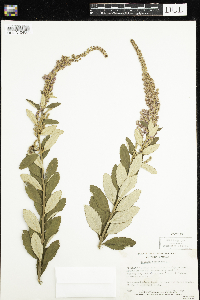 Spiraea tomentosa image
