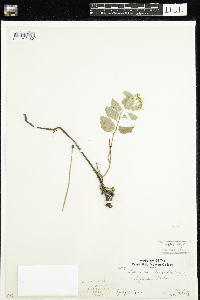 Spiraea lucida image