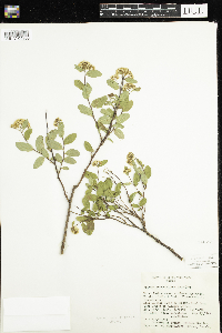 Maianthemum canadense image