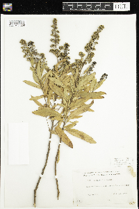 Spiraea alba image