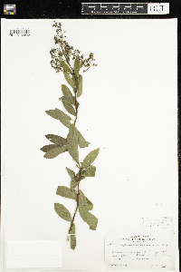 Spiraea alba image