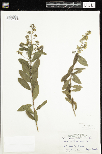 Spiraea alba image