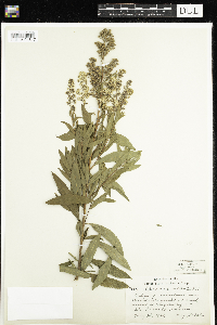 Spiraea alba image