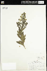 Spiraea alba image