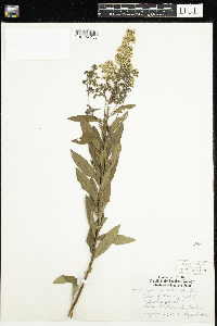 Spiraea alba image