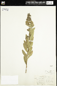 Spiraea alba image