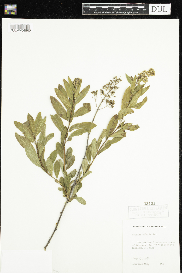 Spiraea image