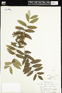Sorbus aucuparia image