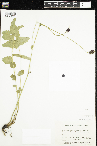 Sanguisorba officinalis image