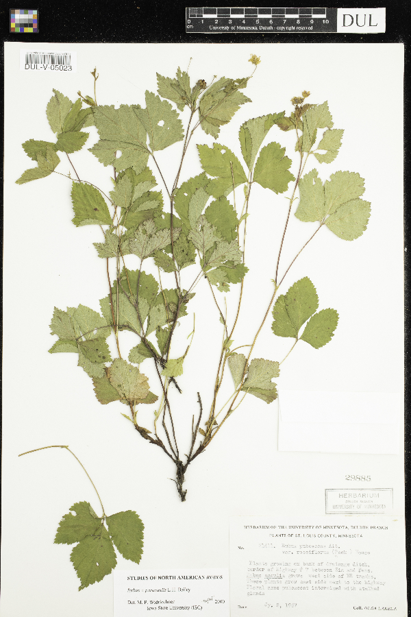 Rubus x paracaulis image