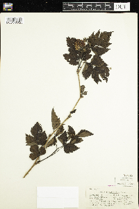 Rubus spectabilis image