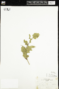 Rubus spectabilis image