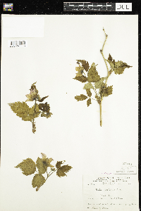 Rubus spectabilis image