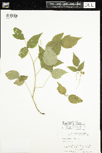 Media resource of Rubus setosus