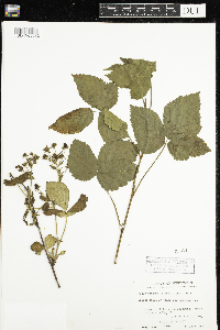 Rubus setosus image