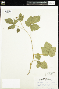 Rubus setosus image