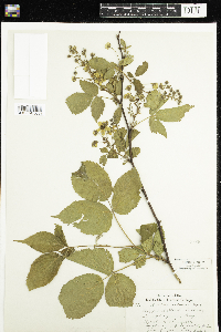 Rubus setosus image