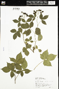 Rubus setosus image