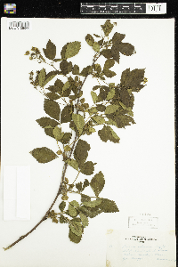 Rubus setosus image