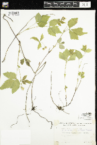 Media resource of Rubus pubescens