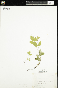 Rubus pubescens image