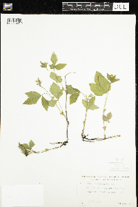 Rubus pubescens image