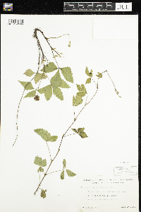 Rubus pubescens image