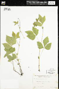 Rubus pubescens image