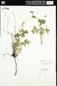 Rubus pubescens image