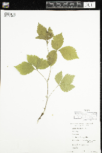Rubus pubescens image