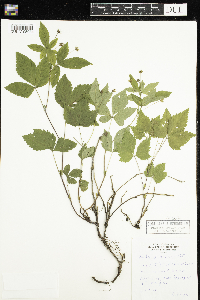 Rubus pubescens image