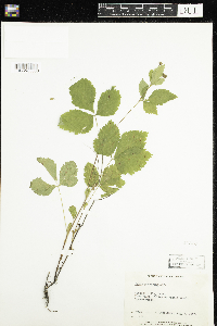Rubus pubescens image