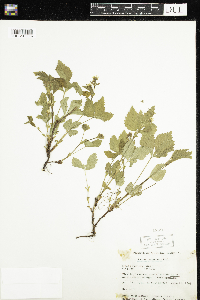 Rubus pubescens image