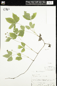 Rubus pubescens image