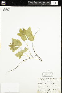 Rubus pubescens image