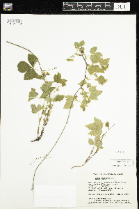 Rubus pubescens image