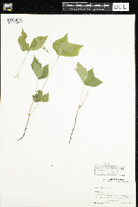 Rubus pubescens image
