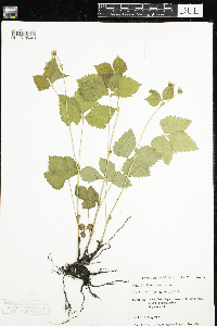 Rubus pubescens image