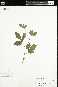 Rubus pubescens image